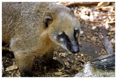 Brown-nosed coati