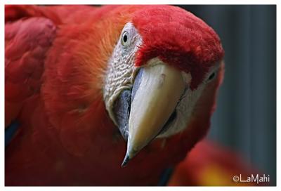 Green winged macaw