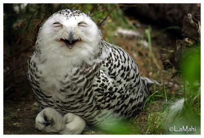 Snowy owl