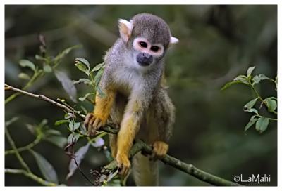 Squirrel monkey