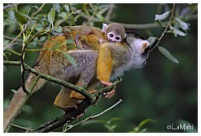 Squirrel monkey