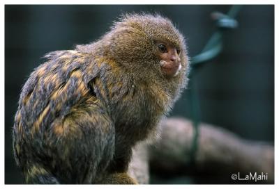 Pygmy marmoset