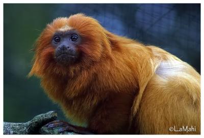 Golden lion tamarin