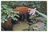 Red panda