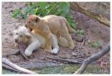 White & brown lion cub