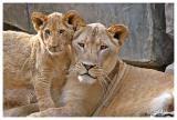Lion cub with mom