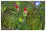 Red crowned parrot