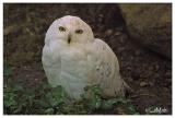 Snowy owl