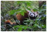 Red panda