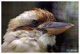 Laughing kookaburra