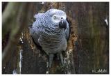 Grey parrot