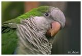 Monk parakeet