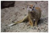 Yellow mongoose