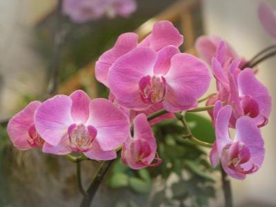 u17/lambsfeathers/medium/42280444.orchids.jpg
