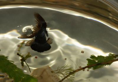 Strange Fish