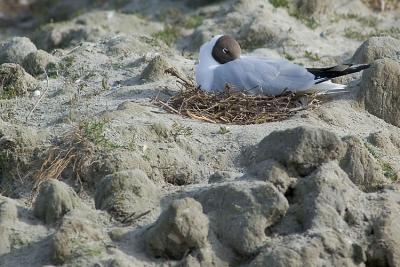 Mouette rieuse