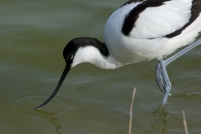 Avocette lgante