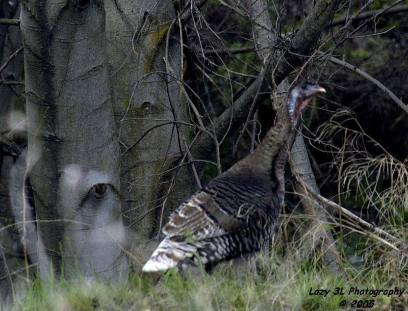 A wild Turkey and an Ent<br>April 19