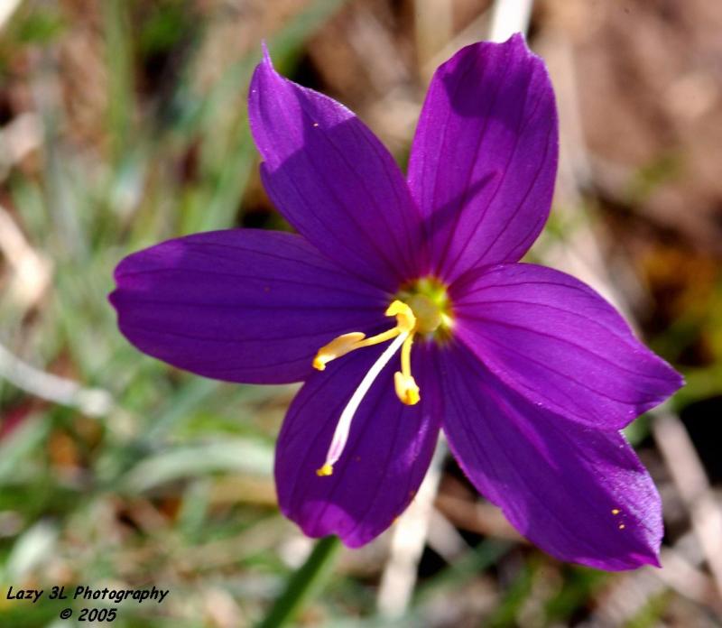Delicate Beauty<br>April 22<br>