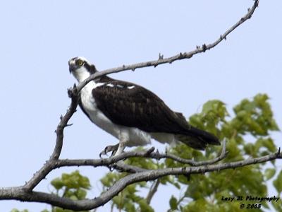 Early morning Osprey