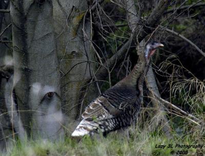 A wild Turkey and an EntApril 19