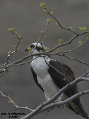 Osprey waiting for a fish