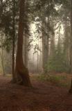 Winter  Fog<br>Jan 29