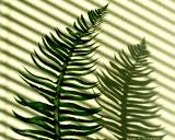 Fern....light and shadow