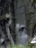 A young Ent, perhaps?