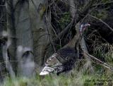A wild Turkey and an Ent<br>April 19