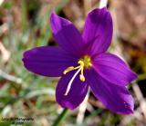 Delicate Beauty<br>April 22<br>