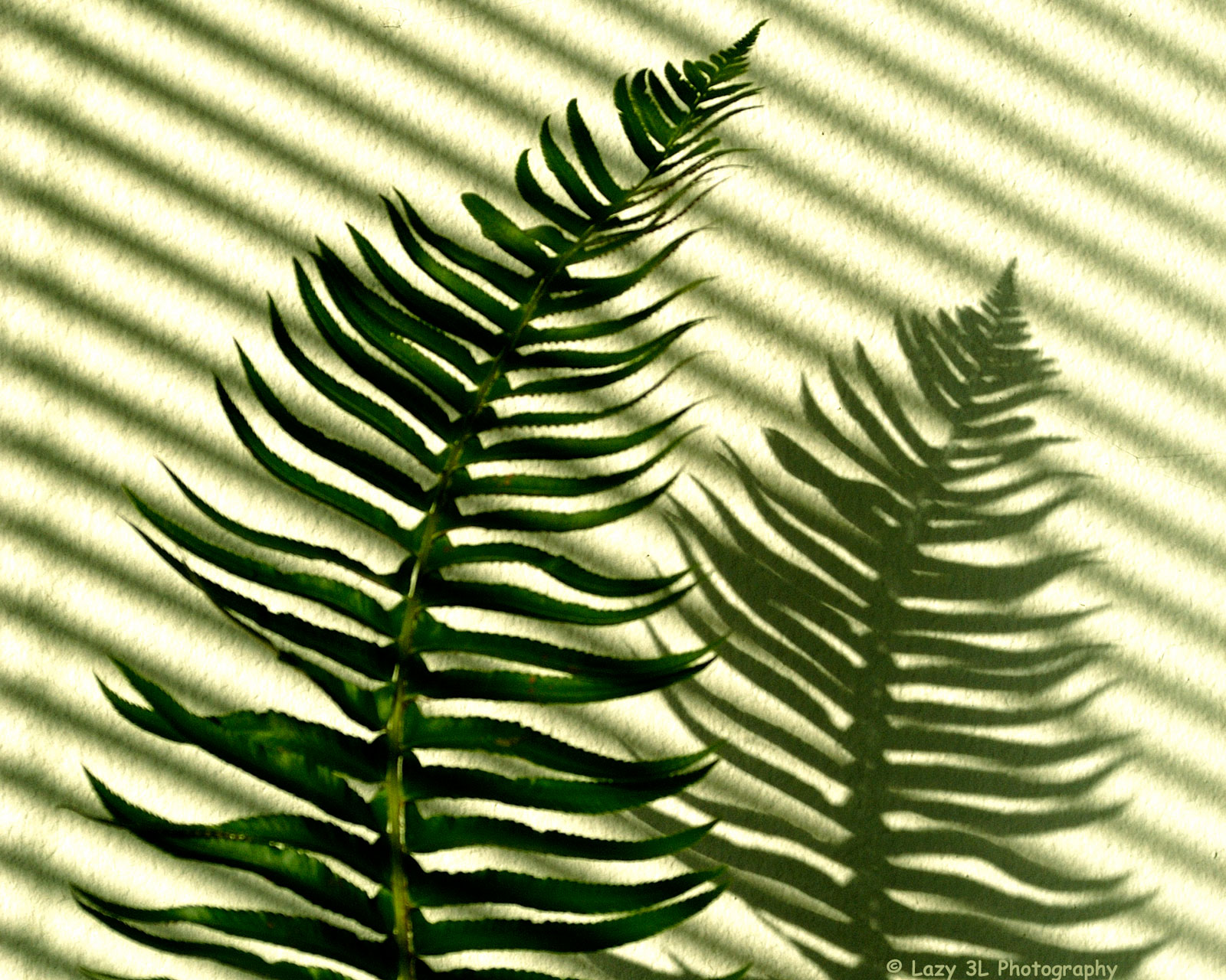 Fern....light and shadow