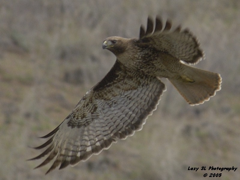 Redtail Hawk