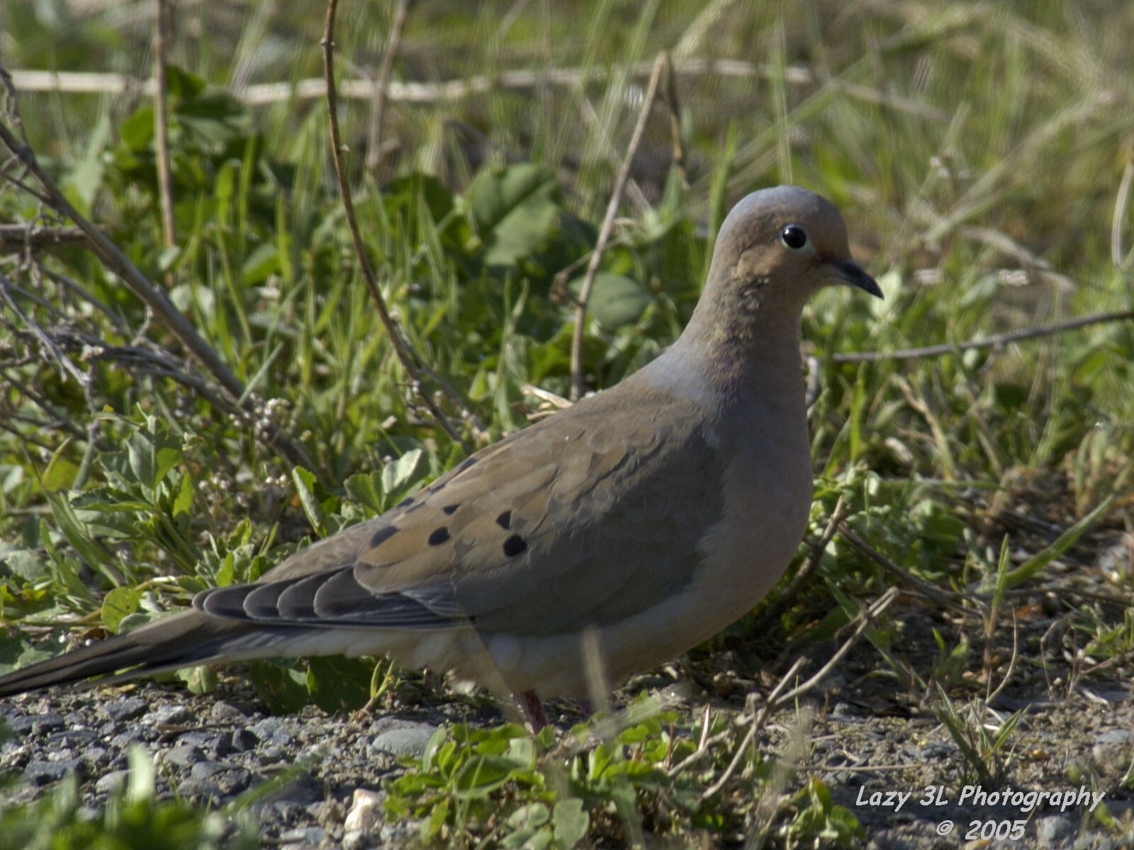 Mourning Dove