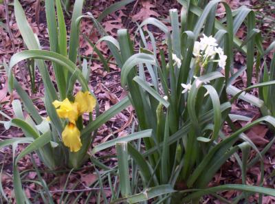 A yellow Iris bloom that opened up on a stalk only 4 tall.  Next to it in bloom is some Paper Whites (or Narcissis).