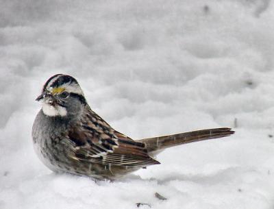 sparrow, white throated