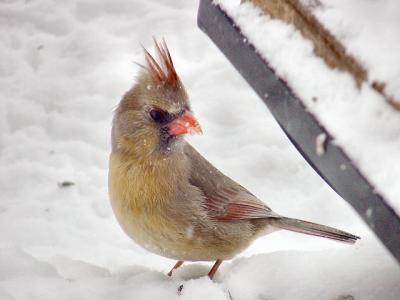 cardinal female