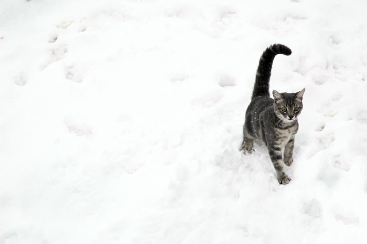 bugs first snow