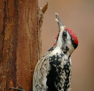 Yellow-bellied Adult male