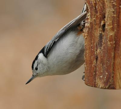 White-breasted Nuthatch