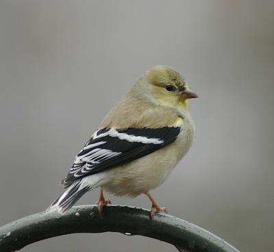 American Goldfinch (Male winter plumage)