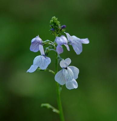 Blue Toadflax