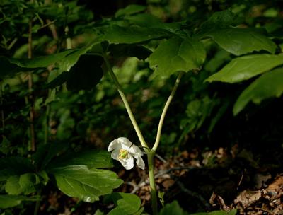 Mayapple