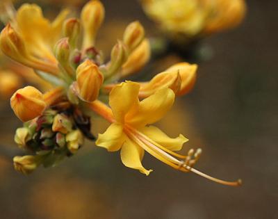 Azalea, Florida Flame