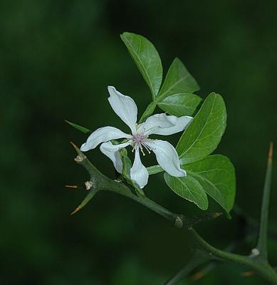 Trifoliate Orange