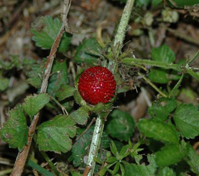 Mock Strawberry