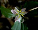 Catesbys Trillium