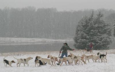 Walking out hounds in the snow