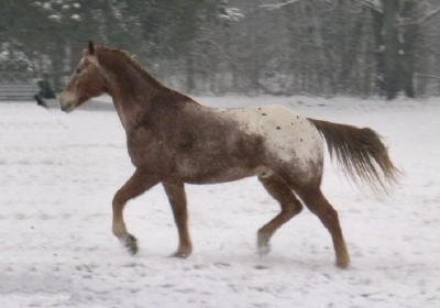 Walking out hounds in the snow
