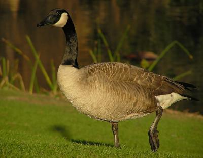 canada goose.jpg